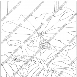 荷花線描畫24高清大圖下載