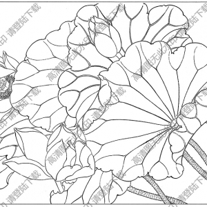 荷花白描線稿52高清圖片下載