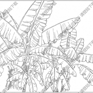 芭蕉白描圖片5高清下載