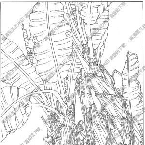 芭蕉線描畫11高清大圖下載