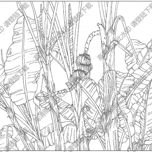 芭蕉線描畫17高清大圖下載