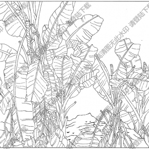 芭蕉線描畫18高清大圖下載