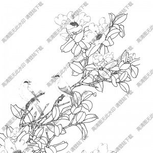 茶花線描畫26高清大圖下載