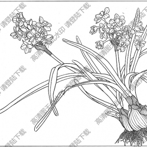 水仙花線描畫15高清大圖下載