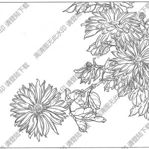 菊花白描線稿21高清圖片下載