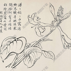 郭味蕖國(guó)畫 白描花卉 高清大圖下載